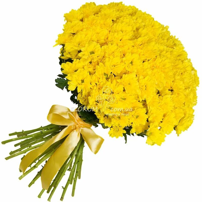 Хризантема ромашковая желтая. Желтые хризантемы с днем рождения. Желтые хризантемы с днем рождения. Хризантема балтика желтая. Рамочка с желтыми хризантемами.