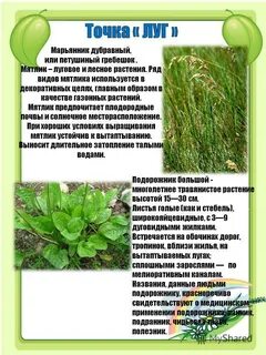 Подорожник многолетнее травянистое растение