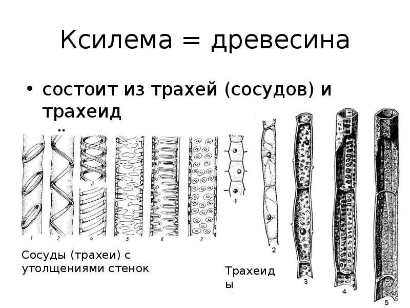 Сосуды и трахеиды ксилемы. Строение древесины Ксилема. Проводящие элементы ксилемы сосуды. Древесина строение сосуды трахеиды.