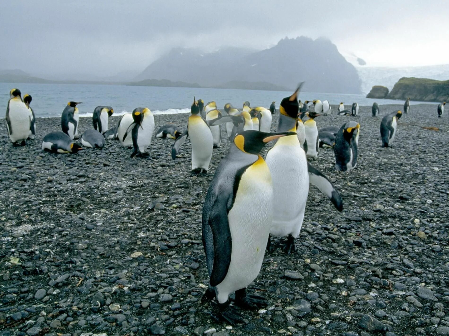 Где обитает пингвин материк. Антарктида материк пингвины. Королевский Пингвин в Антарктиде. Императорский Пингвин Антарктида Континент. Пингвины в Антарктиде.