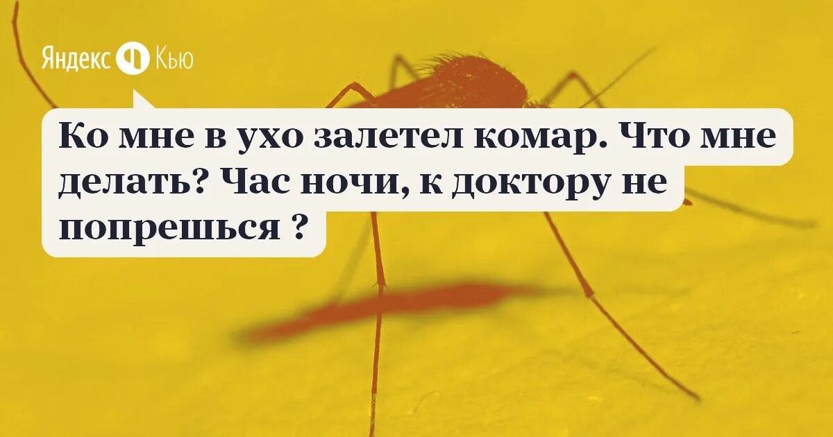 Мухи в доме. Что делать если залетели мухи. Что делать если залетели мухи. Муха залетела. Что делать если залетели мухи.