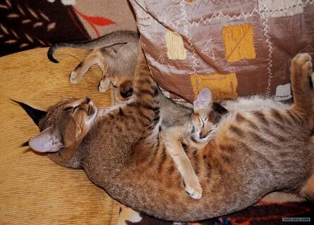 Кот за 1 рубль