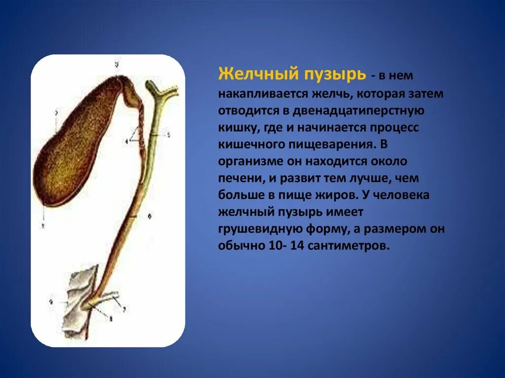 Куда девается желчь. Желчь попадает в 12-перстную кишку. Патологии желчного пузыря. Может ли желчь желчный пузырь. Желчь из желчного пузыря попадает в.