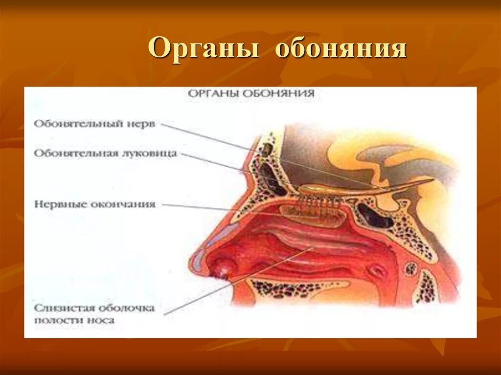 Обонятельный вкусовой орган. Строение органа чувств обоняние. Обонятельный анализатор нос. Строение слуха у обонятельного анализатора. Орган обоняния анатомия анализатор.