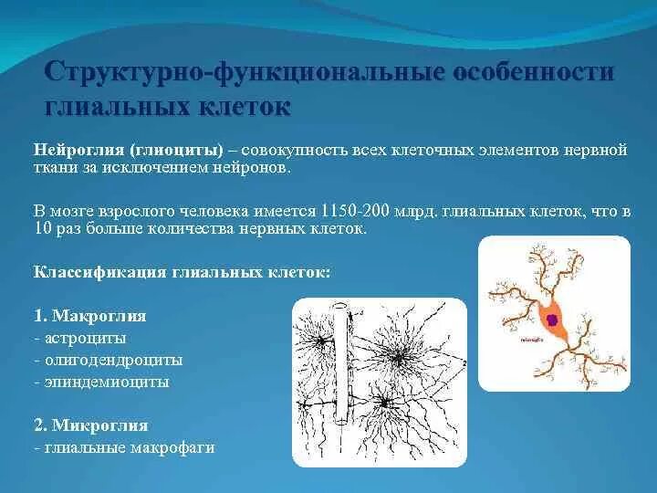 Основная особенность нервной ткани. Функции нейроглии. Клетки нейроглии гистология. Нервная ткань глия. Глиальные клетки строение.