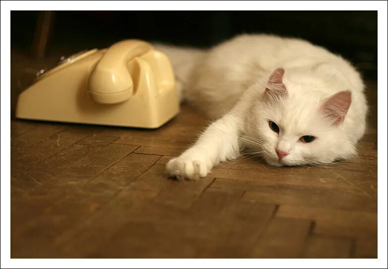 Ну начни что нибудь. Кот ждет звонка. Котик ждет звонка. Котик с телефоном. Котик с телефонной трубкой.