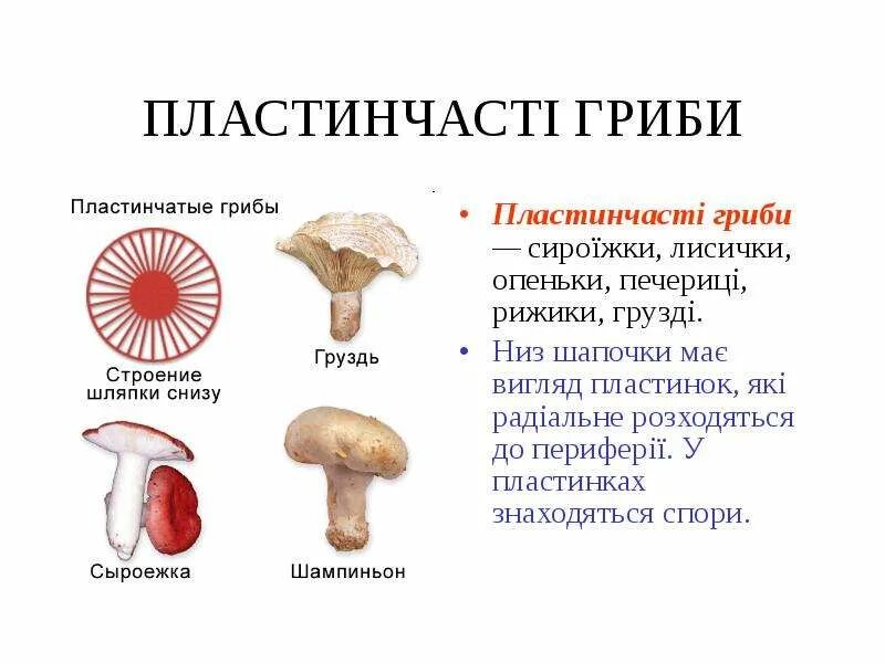 2 пластинчатые грибы. Строение трубчатого гриба. Пластинчатые и трубчатые грибы строение. Список трубчатых и пластинчатых грибов. Строение трубчатых грибов.