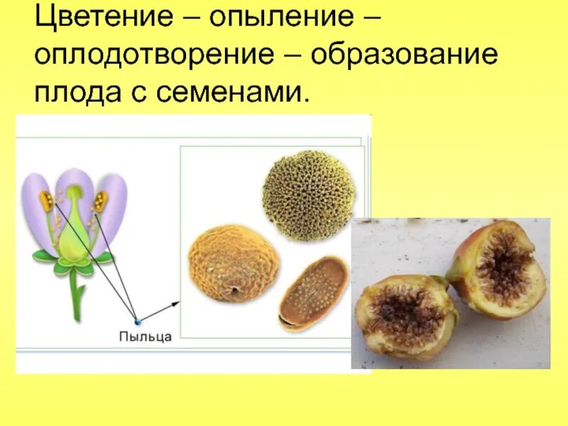 Созревание пыльцы. Опыление и оплодотворение. Опыление, оплодотворение, образование семени. «Опыление и оплодотворение. Образование плодов и семян».. Опыление, оплодотворение, формирование семени..