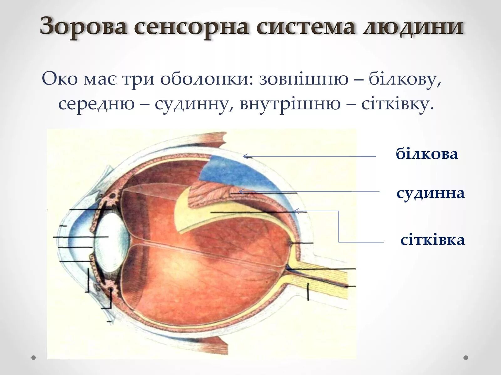 Оболочки глаза белочная сосудистая сетчатка. Строение белочной оболочки глазного яблока. Функции сосудистой белочной оболочки и сетчатки глаза. Оболочки глазного яблока анатомия функции.