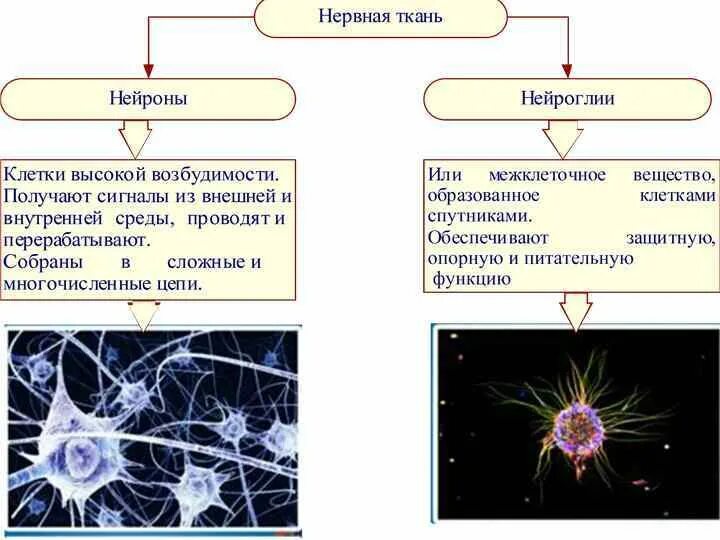 Какие органы образует нервная ткань. Классификация нервной ткани схема. Нервная ткань человека таблица. Типы нервной ткани таблица. Тип клеток нервной ткани.