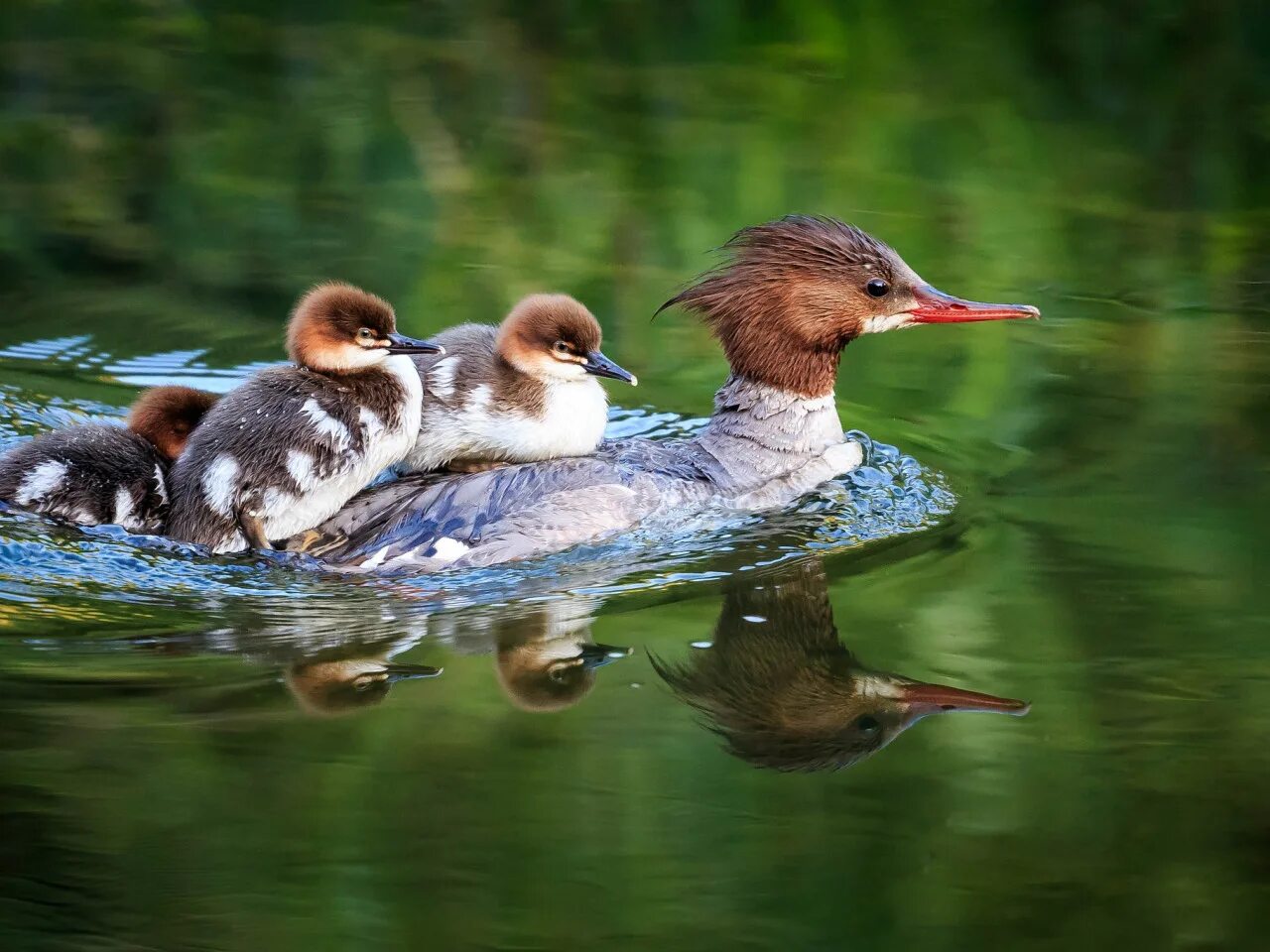 Pin by Avrtatiana on Birds Pet birds, Beautiful birds, Bird