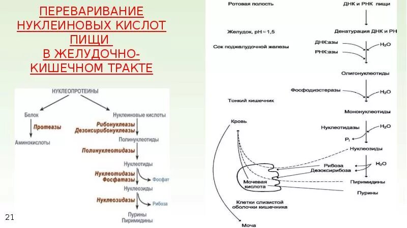 Переваривание и всасывание железосодержащих хромопротеинов. Переваривание нуклеиновых кислот пищи. переваривание нуклеиновых кислот пищи в желудочно-кишечном тракте. общая схема распада нуклеиновых кислот пищи. схема переваривания нуклеопротеинов.