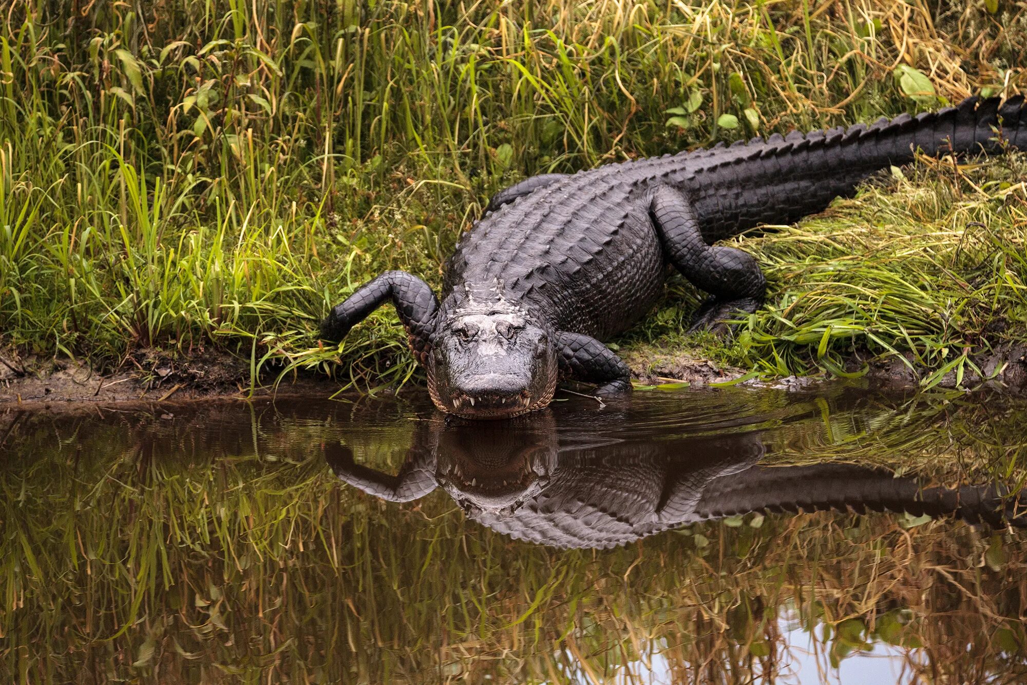 Кто такой аллигатор. Аллигатор Alligator. Миссисипский Аллигатор. Флоридский Аллигатор. Alligator mississippiensis.