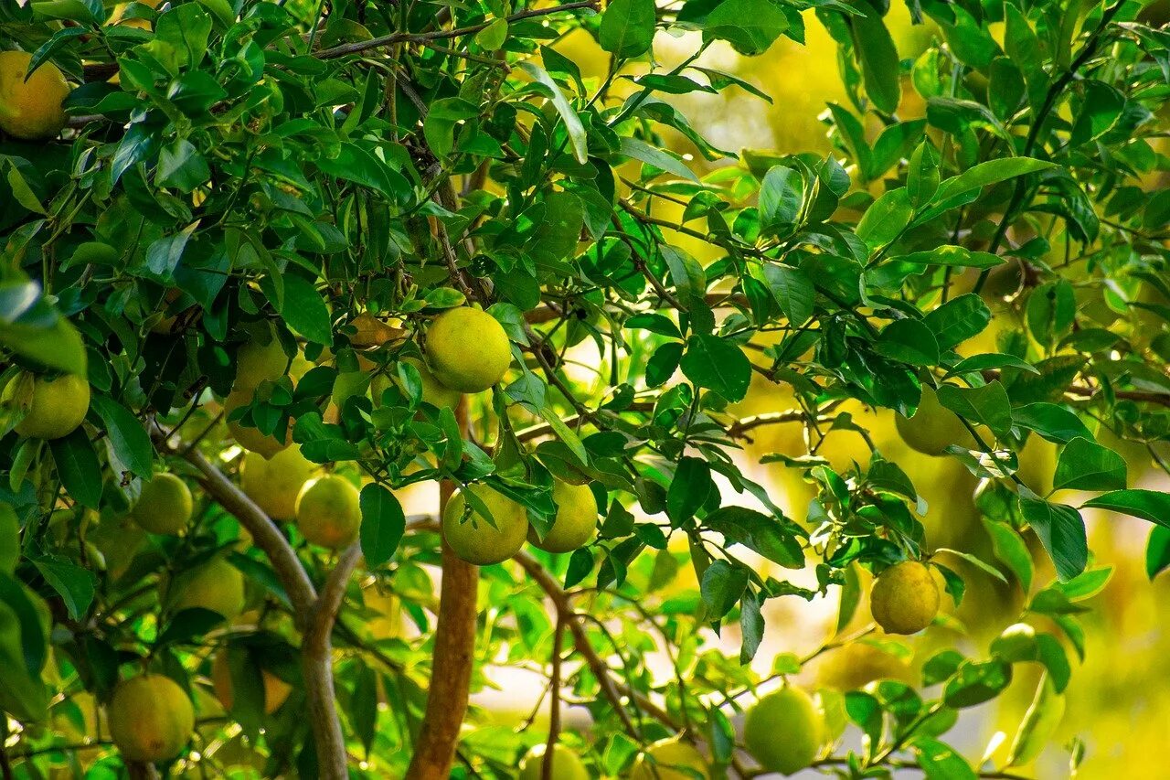 Лимон растет в россии. Лимон дерево. Лимон (Коста-Рика). Лимонное дерево с плодами. Лимон юдзу дерево.