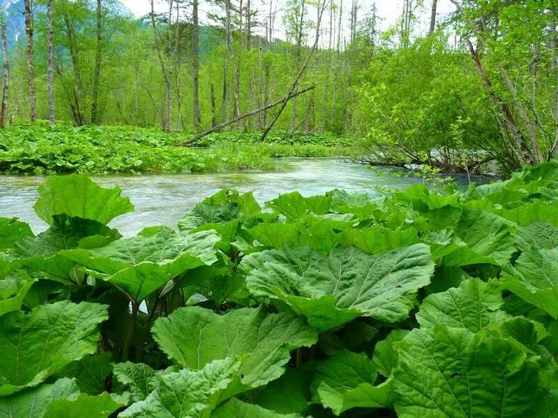 Лечебные свойства озер. Белокопытник гибридный (Petasítes hýbridus). Белокопытник (Petasites). Сахалинский лопух белокопытник. Белокопытник болотный.