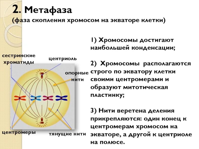 Фаза деления клетки метафаза. Метафаза 1. Метафаза 2. Метафаза характеристика.