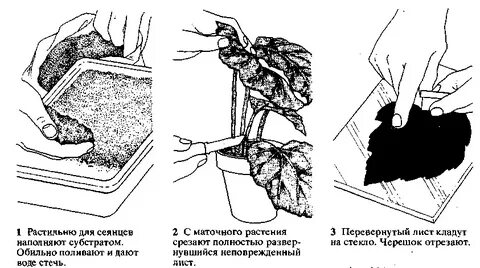 Черенкование бегонии вегетативной