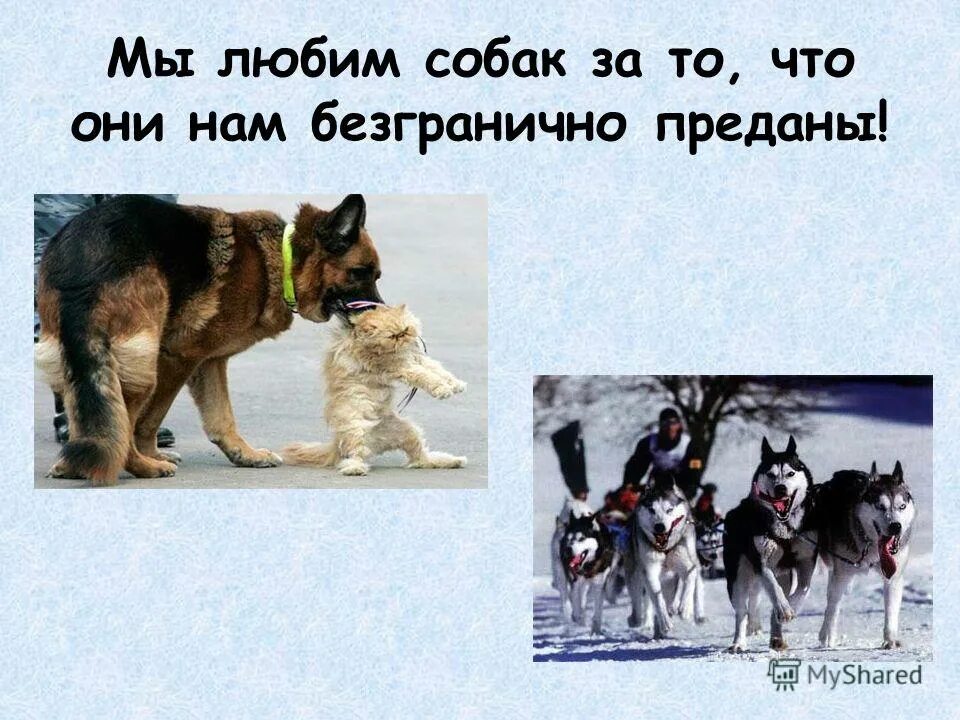 1 собака верный и надежный друг человека