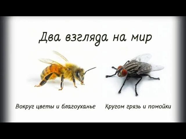 Муха и пчела. Притча о пчеле и мухе. Два взгляда на мир. Муха видит говно а пчела мед. Притча о пчелах