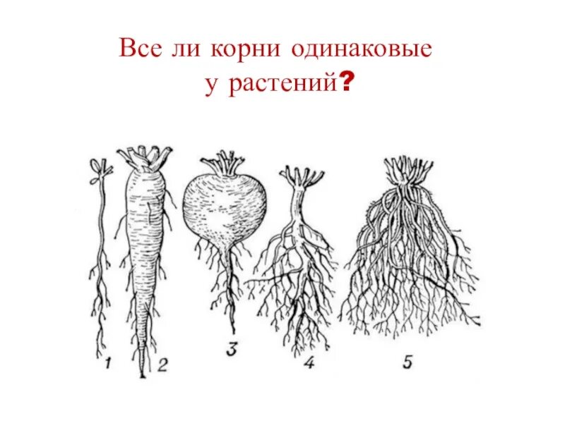 Типы корневых систем у растений. Строение мочковатой. Подземные органы растений.