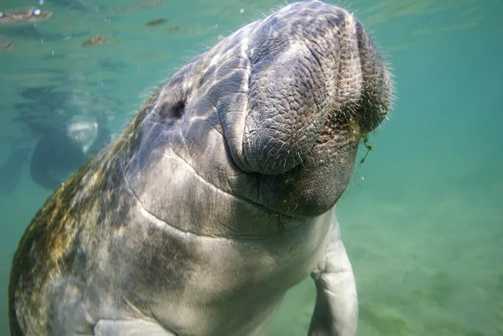 Ламантин морская корова. Американский Ламантин Trichechus manatus. Амазонский Ламантин (Trichechus inunguis). Ламантины в Мексике.