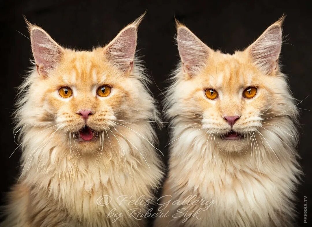 кошка мейн кун. мейн-кун. типы кунов. американский мейн кун. американский мейн кун.