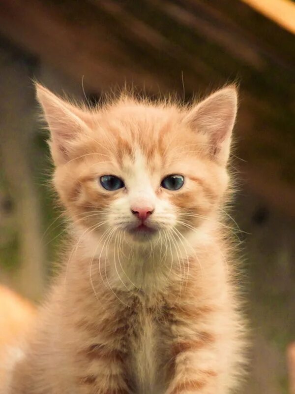 Котяк. Котяк. Котяк. Довольный кот улыбается. Заставка котики.