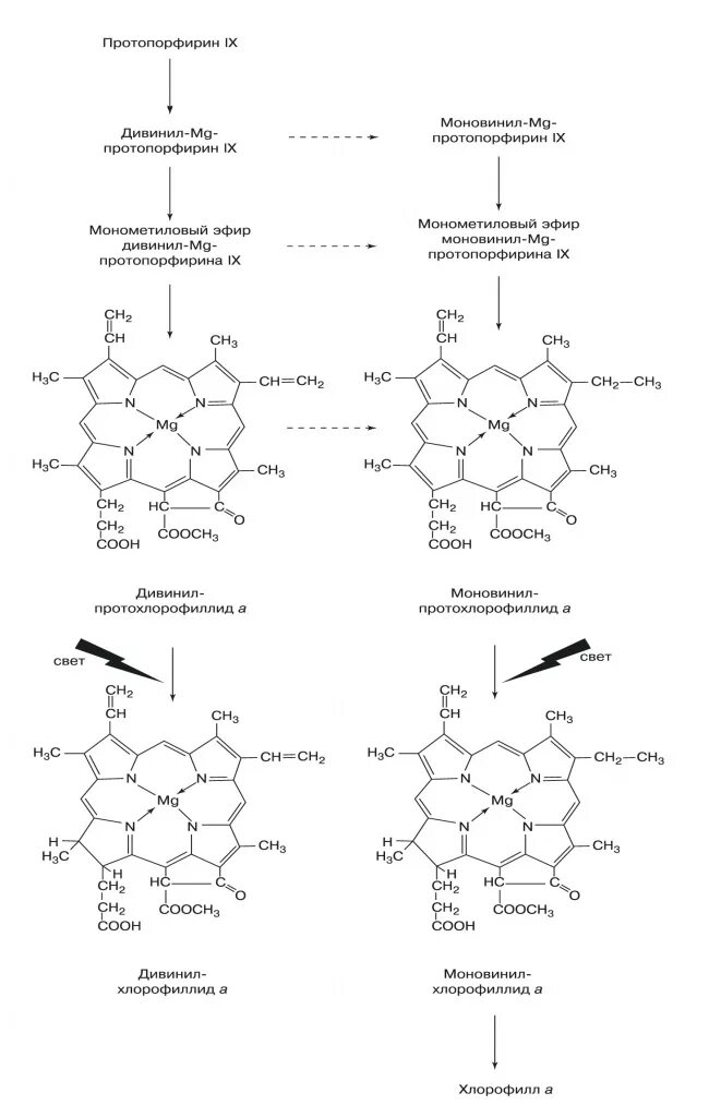 Синтез хлорофилла схема. Цинк-протопорфирин. Протопорфирин 3 типа схема. Синтез порфириногена.