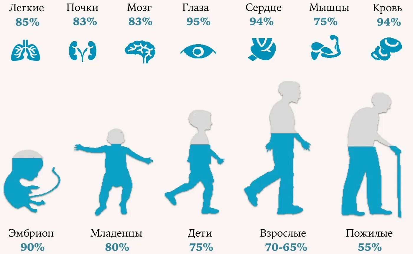 Сколько воды содержит. Сколько воды содержится в теле человека. Сколько процентов воды в организме. Содержание воды в организме человека в процентах. Ода в организме человека..