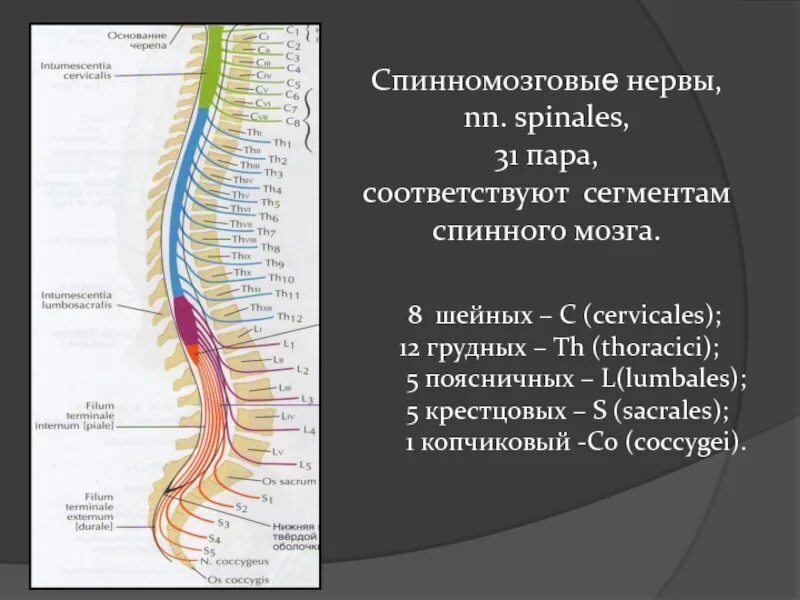 В шейном отделе спинного мозга сегментов. Крестцового сегмента спинного мозга (s 3). 8 Спинномозговой нерв. 31 Пара спинномозговых нервов иннервация. Сегменты спинного мозга l3-l5.