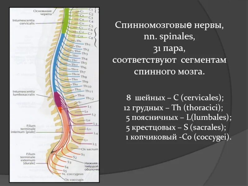 Сколько пар спинномозговых нервов отходят. Крестцового сегмента спинного мозга (s 3). 8 Спинномозговой нерв. 31 Пара спинномозговых нервов иннервация. Сегменты спинного мозга l3-l5.