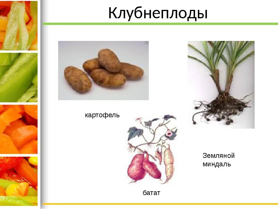 Какие овощи относятся к клубнеплодам. Клубнеплоды батат. клубнеплоды, классификация, картофель. к клубнеплодам относятся овощи. какие овощи клубнеплоды клубнеплоды.