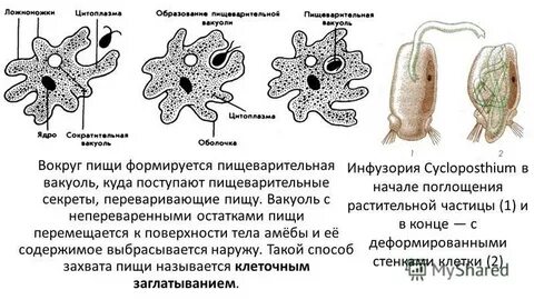 Остатки непереваренной пищи у амебы