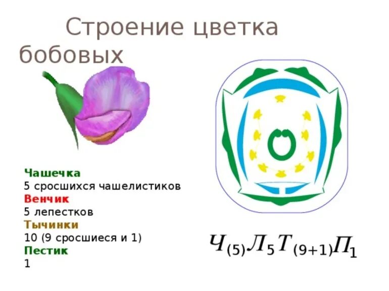 Диаграмма цветка Мотыльковые схема. Семейство Мотыльковые бобовые формула. Строение околоцветника цветка чашечки чашелистики. Формула семейства бобовых. Обычно венчик окружен б состоящей из чашелистиков