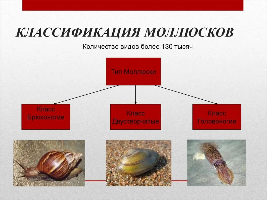 Пресноводным моллюскам является. Тип моллюски классификация. Моллюски классификация систематика. Систематика ракообразных. Систематика беззубки.