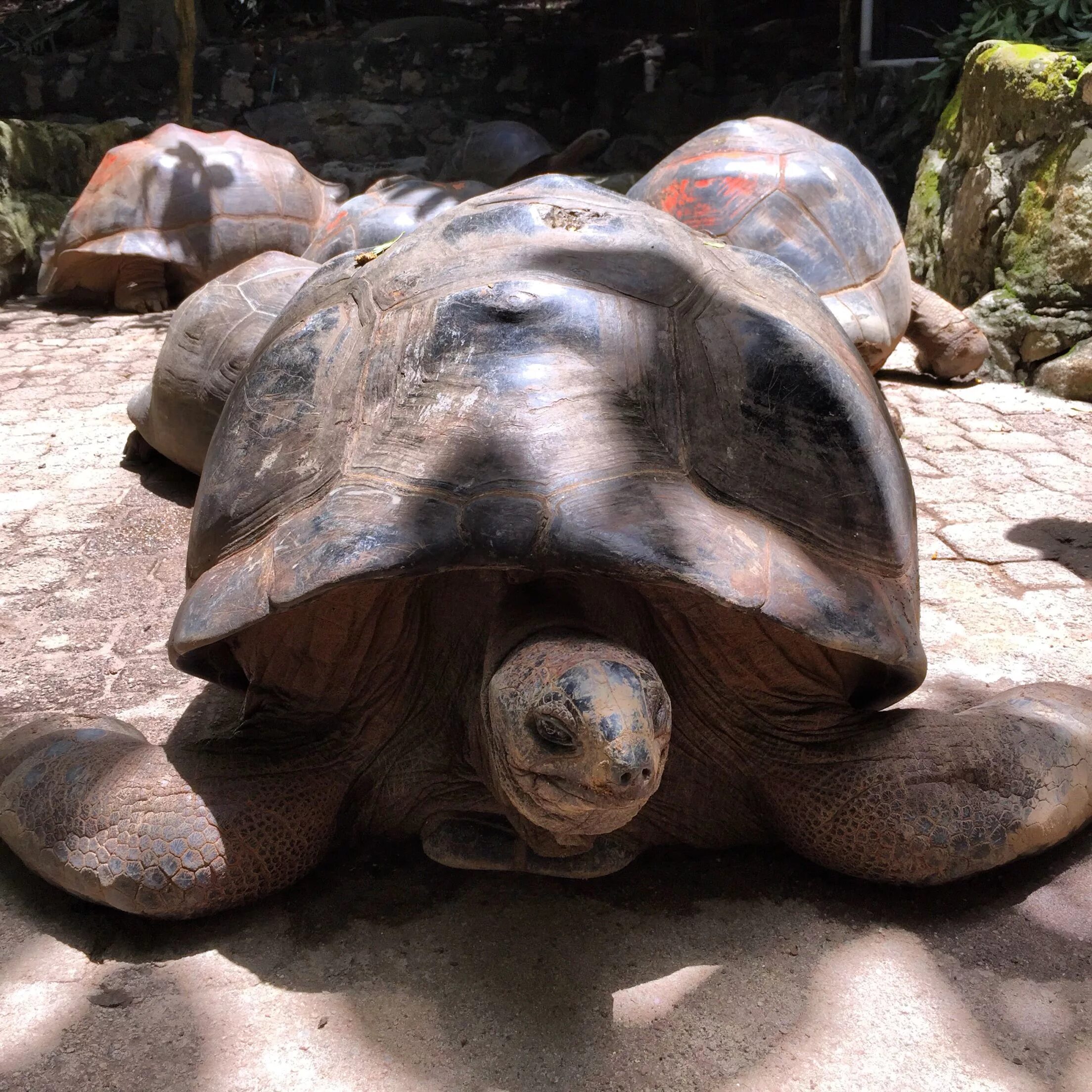 Сейшельские черепахи. Черепахи на Сейшельских островах. Сельшейские черепахи. Сейшелы остров черепах. Фауна Сейшельских островов.