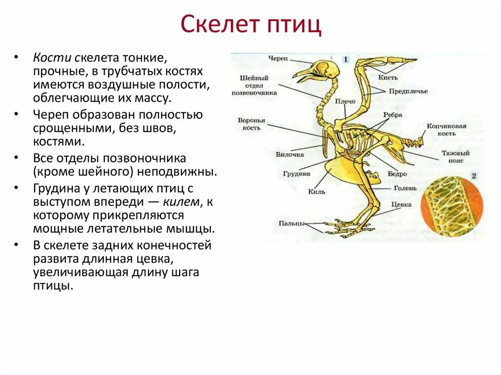 Характерные для птиц кости