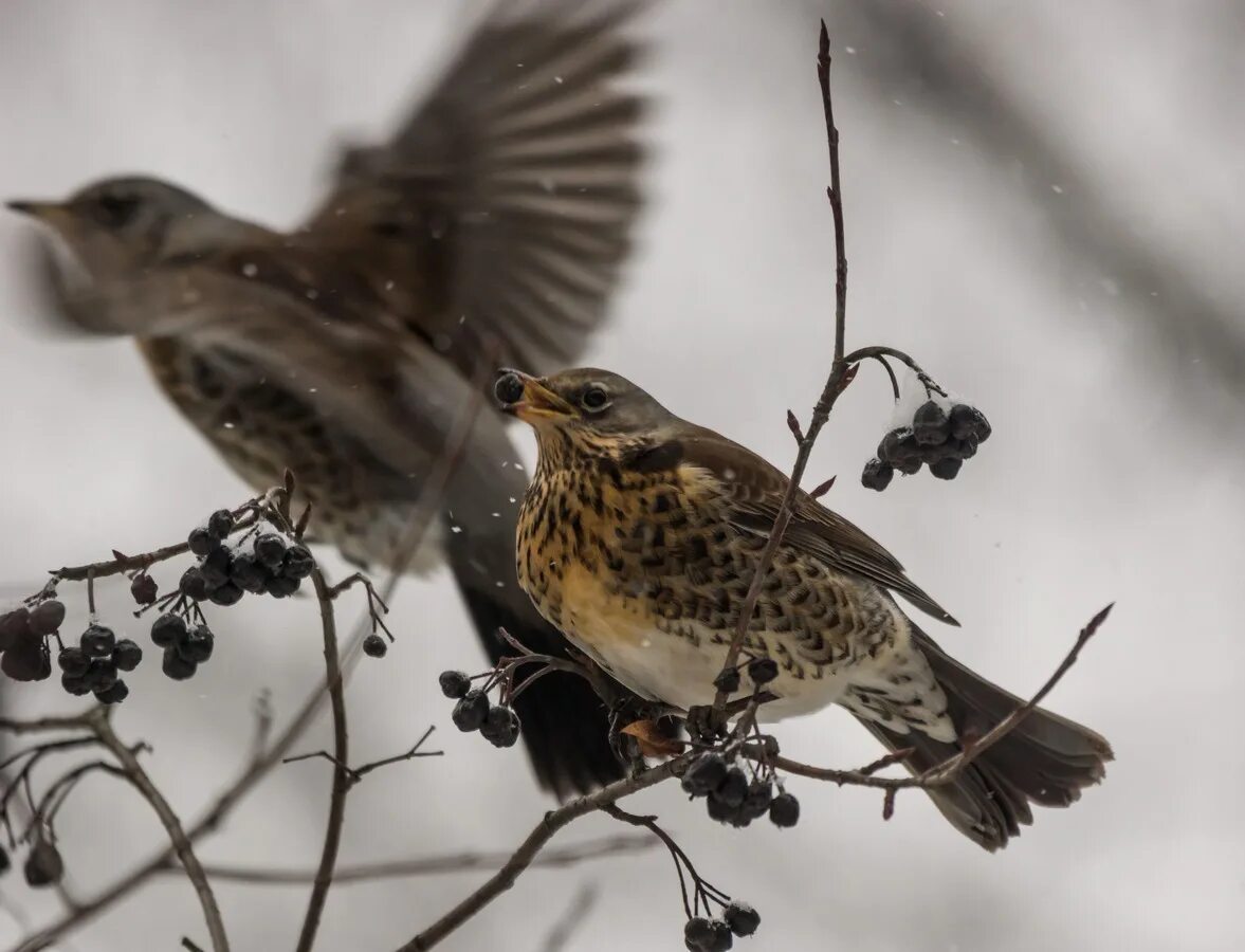 Зимние птицы в питере. Хохлатая свиристель питер. Зимние птицы спб. Снегири в спб. Свиристель в санкт-петербурге.