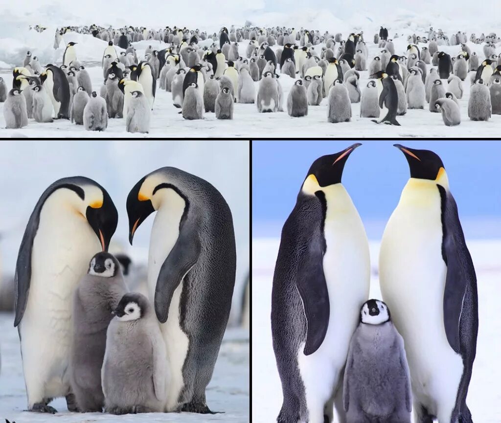 Антарктида материк пингвины. Много пингвинов. Удивительные пингвины. Пингвины в Антарктиде.