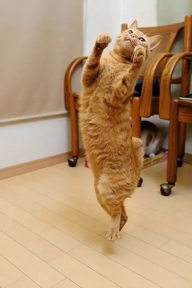 Танцующий кот под музыку. Танцующий кот. кот танцует. прикольные коты. кот пляшет.
