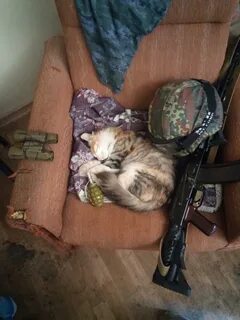 Суровые коты донбасса