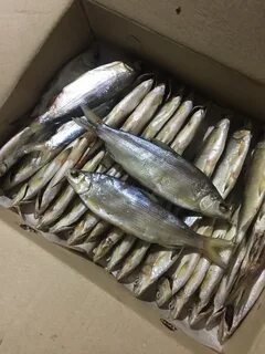 Пелядь рыба вкусная