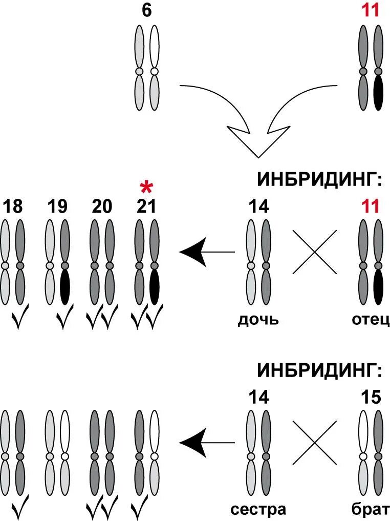 Инбридинг характеристика. Инбридинг схема скрещивание. Инбридинг генетика. Инбридинг примеры. Инбридинг собак схема.