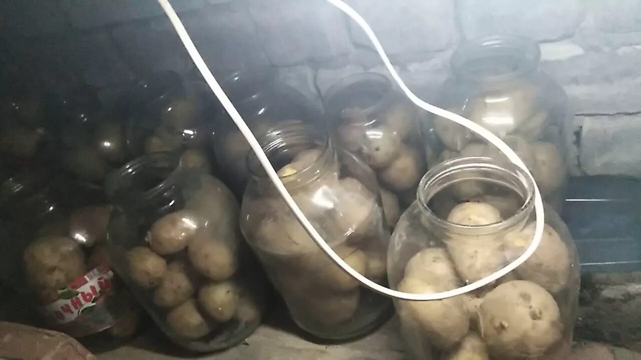 Как избавиться от мышей в погребе