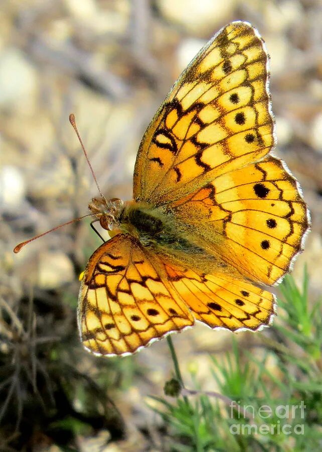 Золотистая бабочка. Золотая бабочка в природе. Бабочки золотистого цвета. Большая золотистая бабочка.