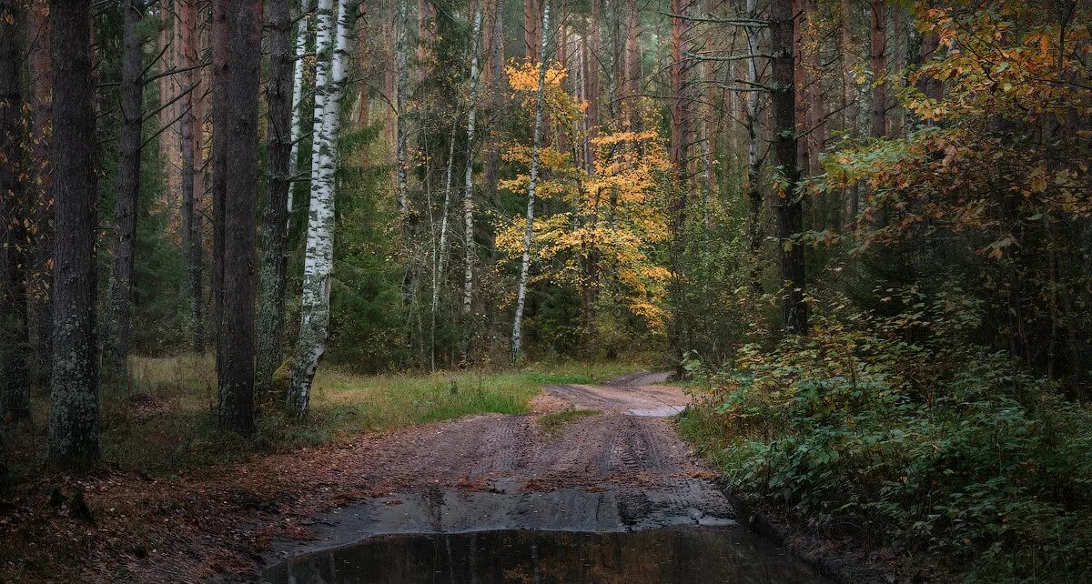 Лес мокрый дождь. Пасмурная осень в лесу. Лес после дождя.