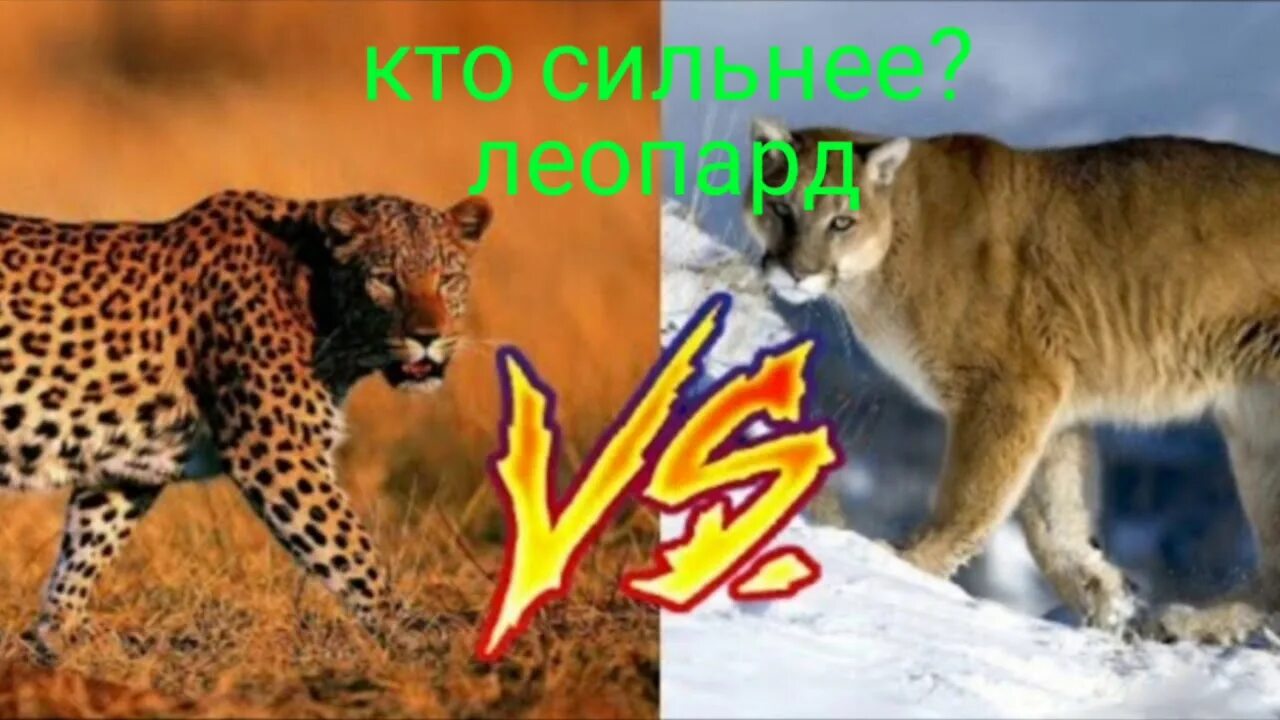 Пума против тигра. Ягуар против Пумы. Пума против леопарда. Пума против Льва.