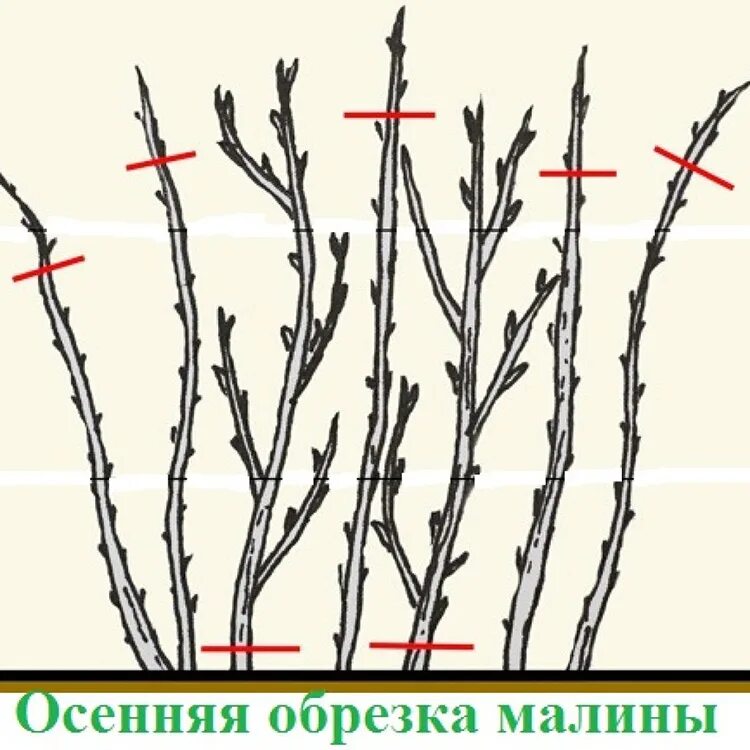 Обрезать ли ремонтантную малину весной. Обрезка ремонтантной малины. Обрезания ремонтантной малины. Обрезка ремонтантной малины осенью. Прищипывание малины весной.