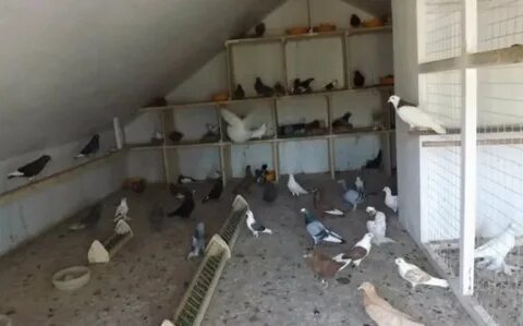 Голуби на чердаке многоквартирного
