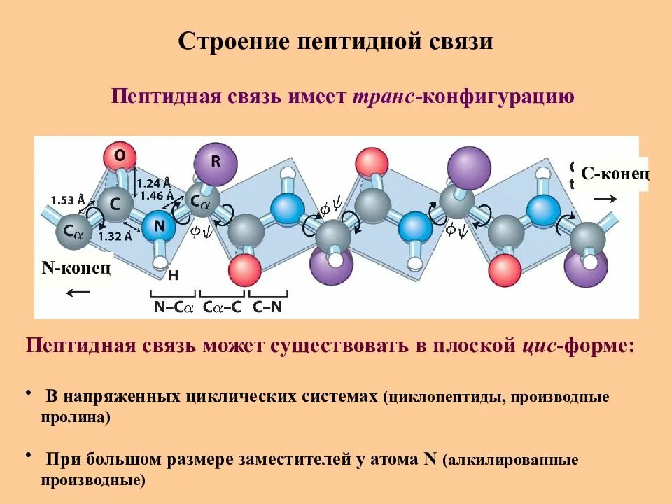 Образование пептидных связей структура белка. Пептидная связь химическая структура. Пептиды и белки строение пептидов. Строение пептида химия. Белки пептидная связь.